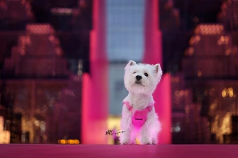 一只小白色狗站在粉红色背景上