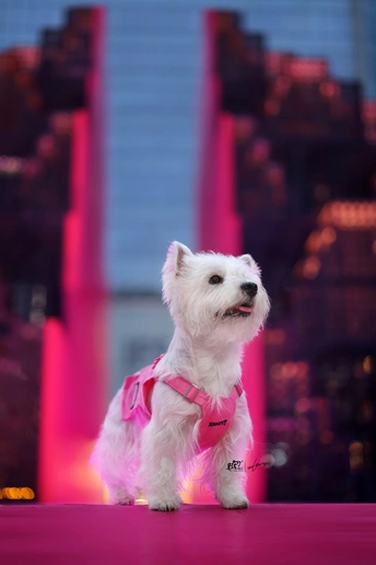 一只小白色狗站在舞台上 背景是一个城市。