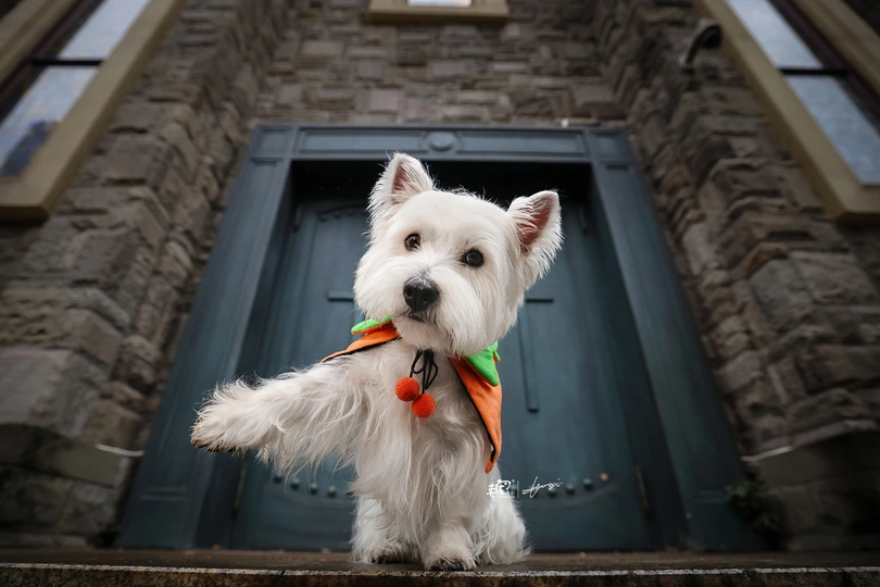 一只白色的狗站在一所房子的台阶上