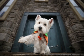 一只白色的狗站在一所房子的台阶上
