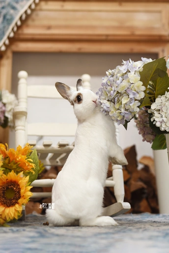 一只小白的兔子坐在桌子旁边的一束花的花瓶旁