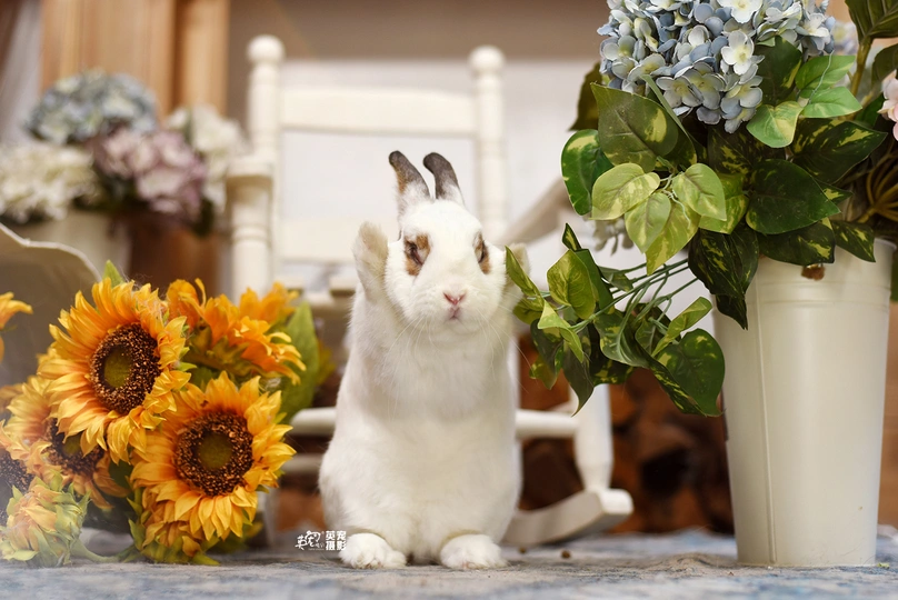 一只坐在桌子旁边花瓶旁的白色兔子