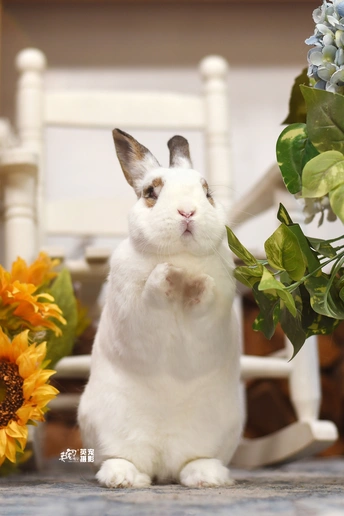 一只坐在花和植物前的椅子上的小白兔