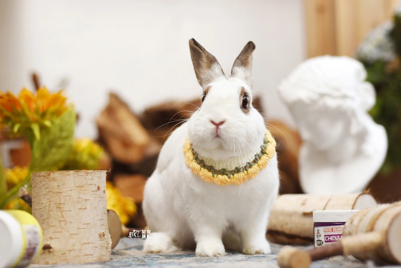 一只坐在桌子上的白色兔子 旁边还有其他小动物。