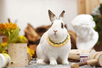 一只坐在桌子上的白色兔子 旁边还有其他小动物。