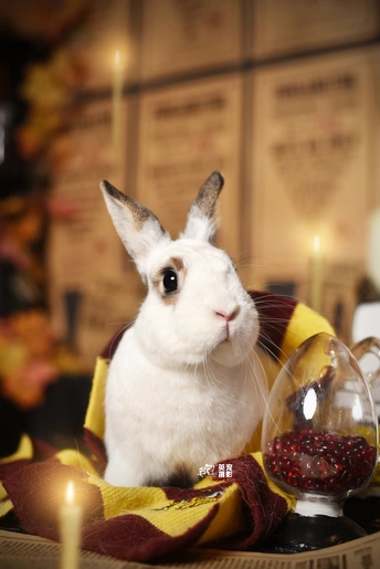 一只坐在桌子上的白色兔子 周围有一些水果。