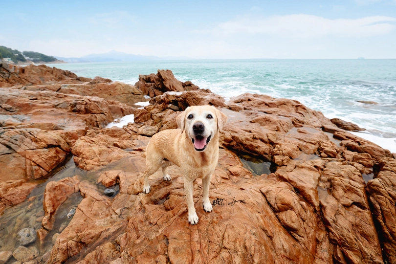 一只坐在岩石上的海滩岩石上的狗