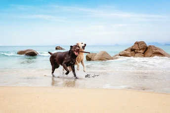 一些狗在靠近海洋的海滩上奔跑