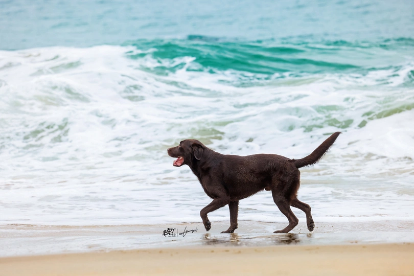 一只黑狗在海洋边的海滩上奔跑 带着海浪和飞盘。