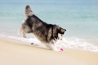 一只狗在沙滩上奔跑 嘴里叼着玩具 背景是水。