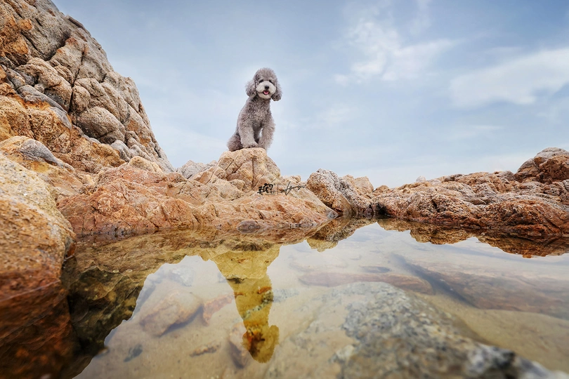 一只坐在岩石上的贵宾犬 正在注视自己在水中的倒影。