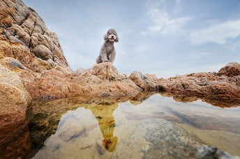 一只坐在岩石上的贵宾犬 正在注视自己在水中的倒影。