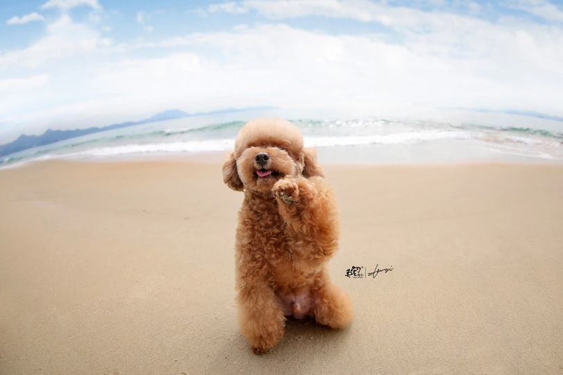 一只小棕色狗站在海滩上