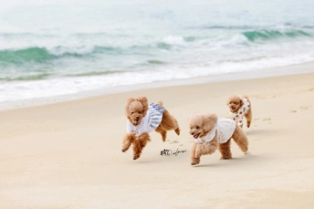 一些小狗在沙滩上奔跑