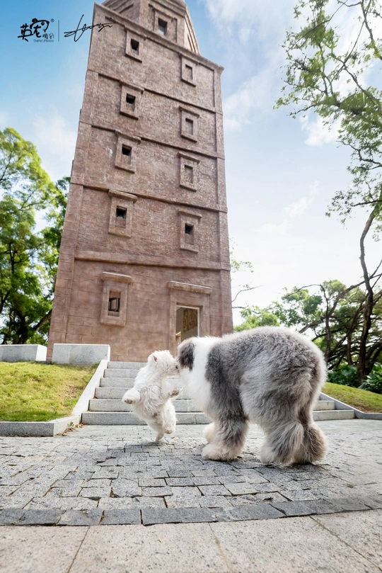 一只小白的狗和灰色的狗站在一栋高塔的台阶上