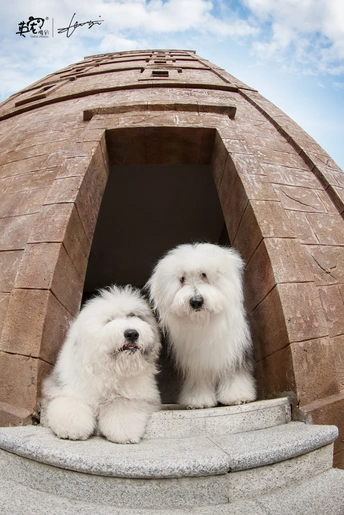一些白色的狗站在纪念碑的顶部