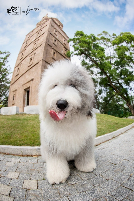 一只小白色狗站在纪念碑前