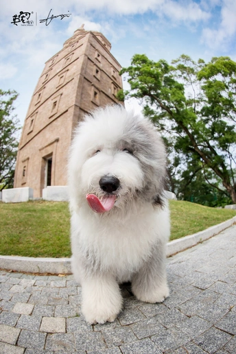 一只小白色狗站在纪念碑前