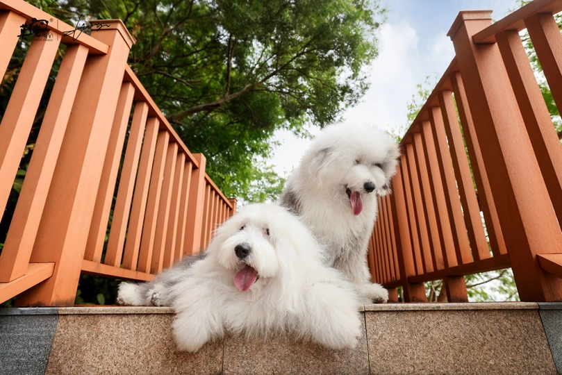 两只小白色狗坐在甲板边缘