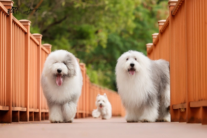 几只白色狗站在桥上