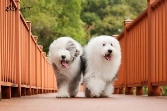 几只白色狗站在木桥上