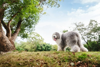 一只小灰白相间的狗站在公园的绿草地上