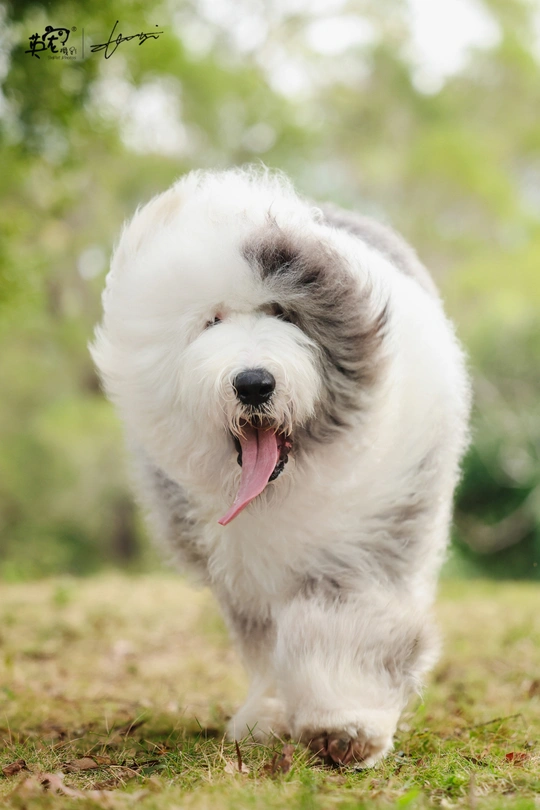 一只小白狗在草地上奔跑