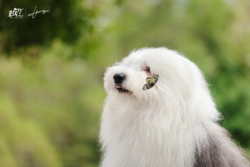 狗的近距离肖像