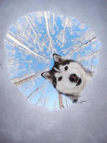 一只哈士奇狗通过雪中的一个洞