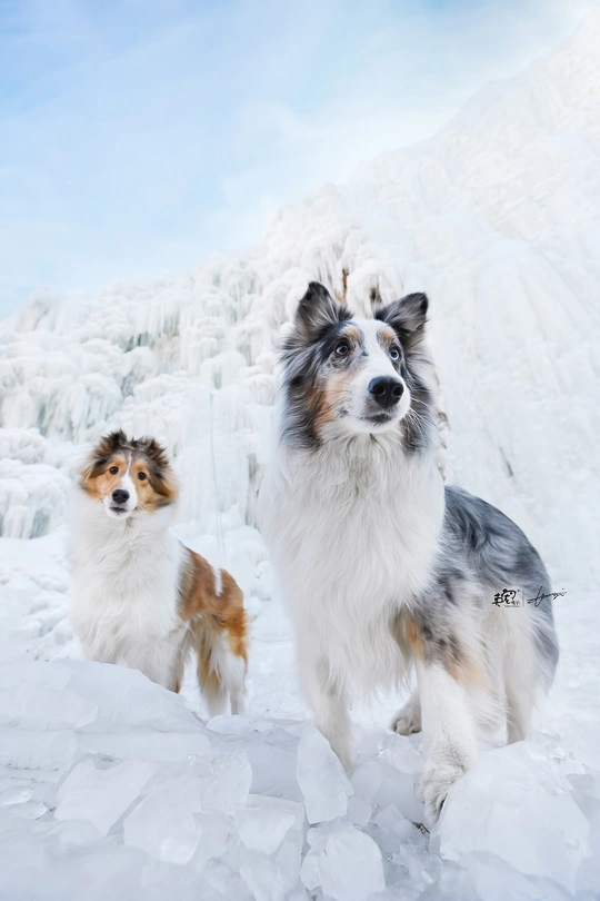 几只狗站在雪地里