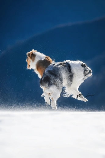 一只在雪中奔跑的带飞盘的狗