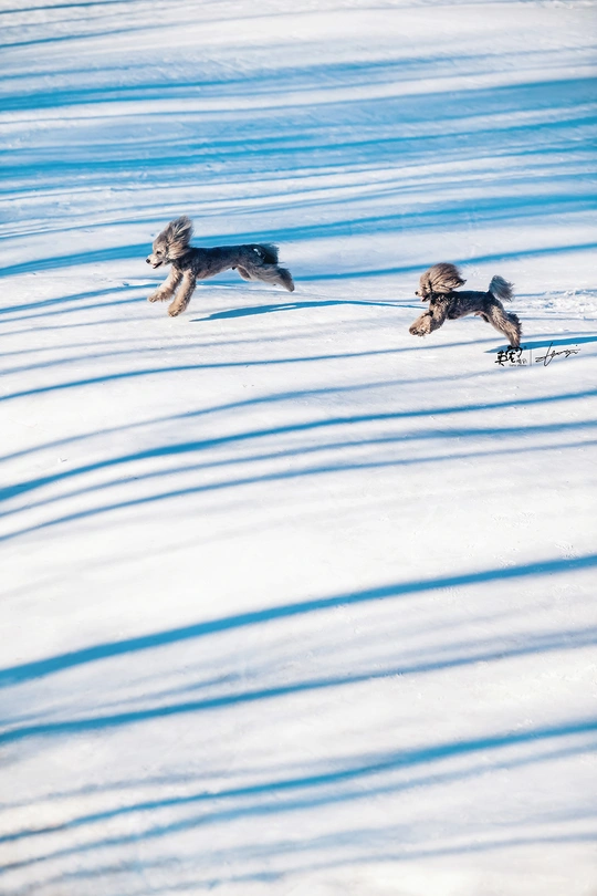 一只狗在雪地上的一个雪地场奔跑