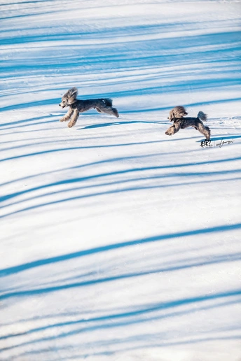 一只狗在雪地上的一个雪地场奔跑