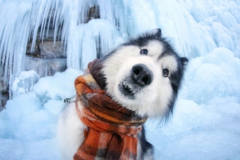一只黑白相间的狗站在一个冻结的水瀑布前