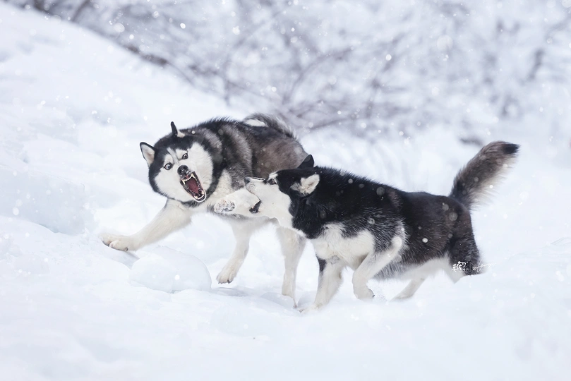 几只黑白相间的狗在雪地里奔跑