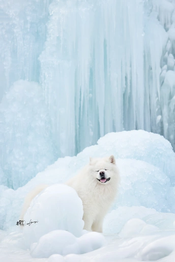 一只白色的狗站在雪中的一个冻结瀑布前