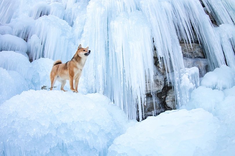 一只站在冰上的狗正在凝视一个冻结的水帘