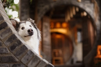 一只狗坐在墙顶 前面是建筑物。