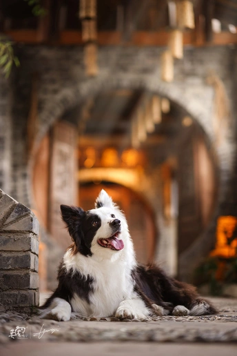 一只黑白相间的狗躺在壁炉前