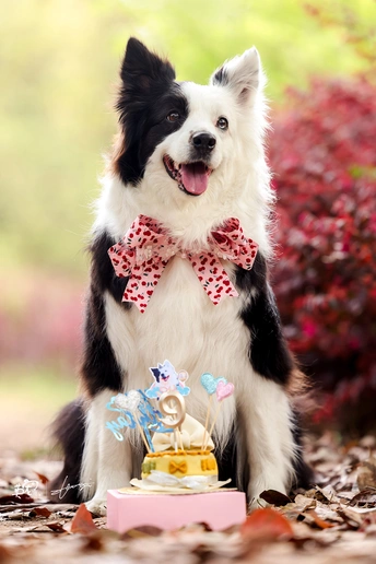 一条黑白相间的狗戴着领带坐在树叶中