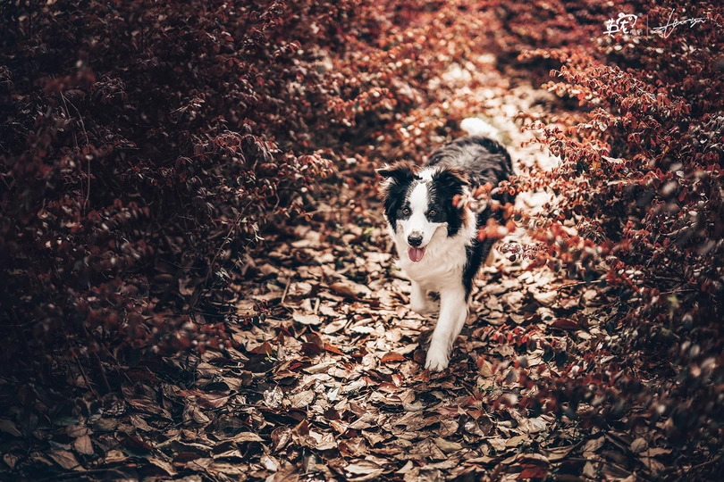 一只黑白相间的狗在森林小径上奔跑