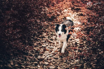 一只黑白相间的狗在森林小径上奔跑