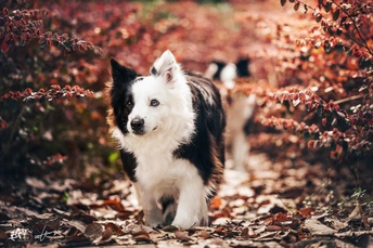 一只黑白相间的狗穿过森林中的落叶