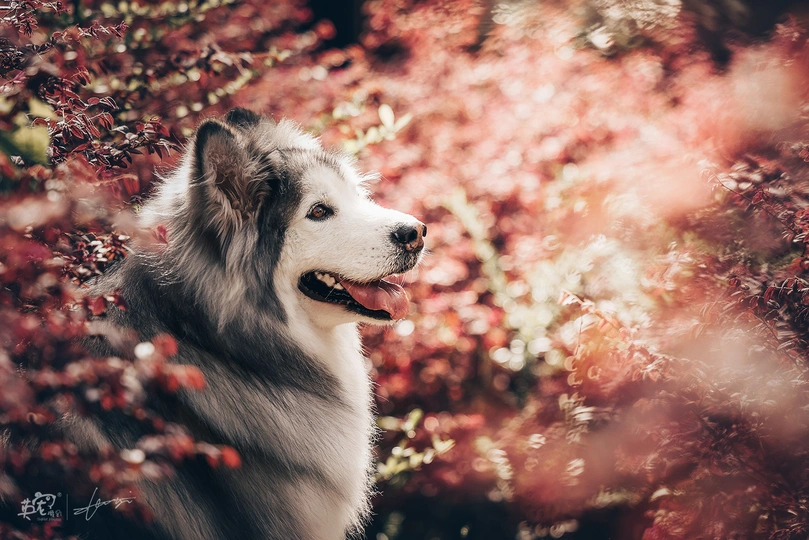 一只站在有红花的树前的狗