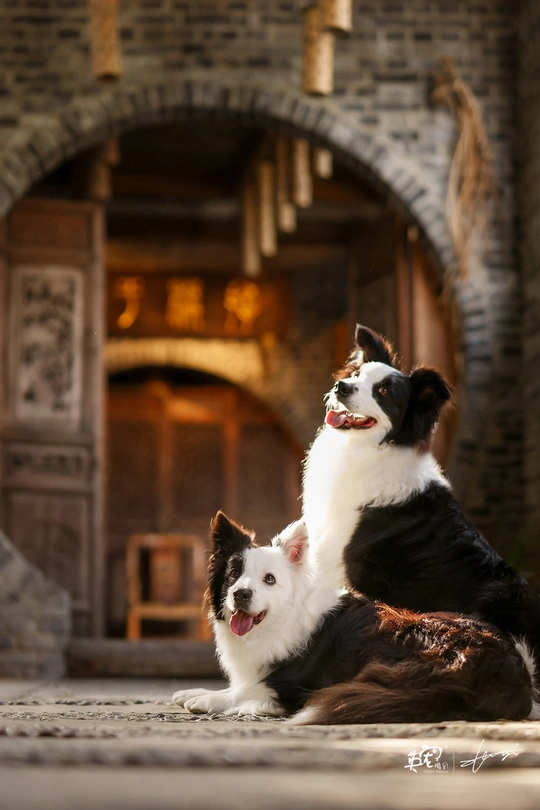 一只黑白相间的狗坐在建筑物前