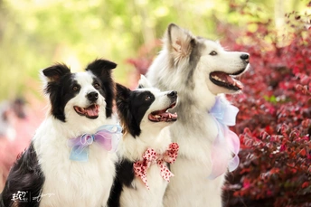 几只黑白相间的狗并排站立