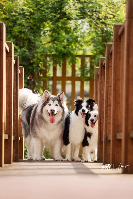 一群狗站在木桥上