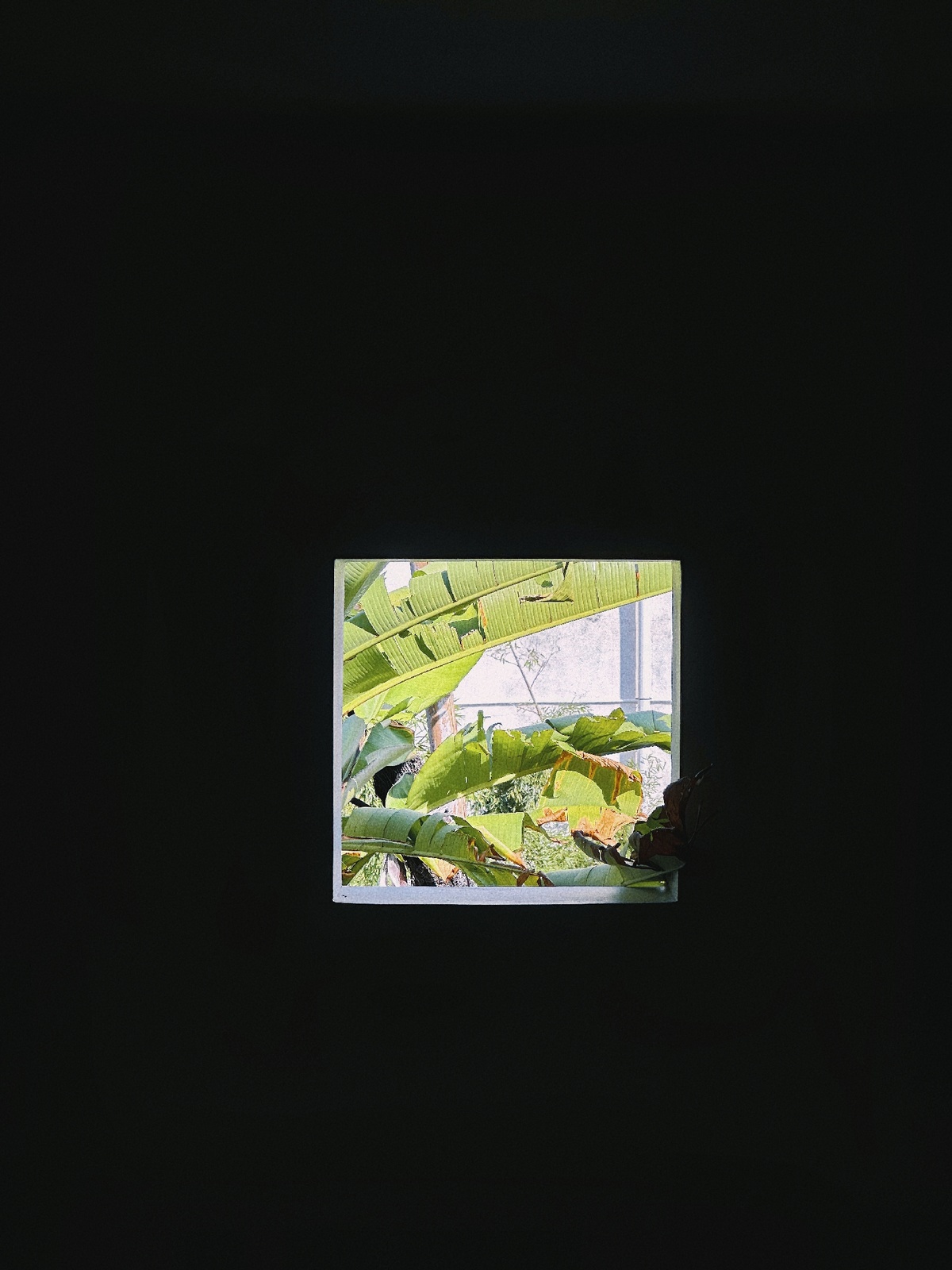 在一个黑暗的房间里有一个小窗口 里面有绿色的植物。