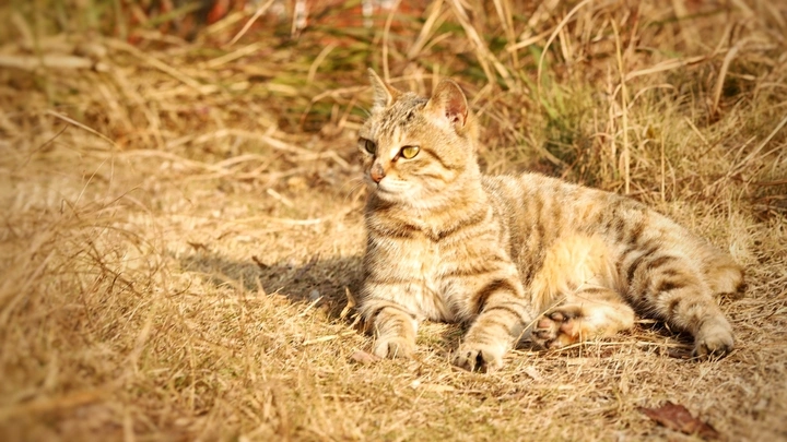 猫