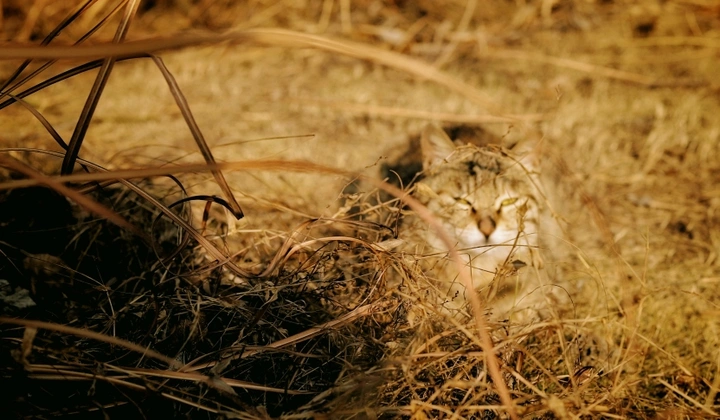 发现只猫